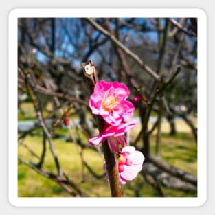 Photography - First plum blossom Sticker